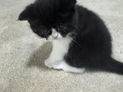 Winston And Bella Litter - Persian - Gallery Photo #1