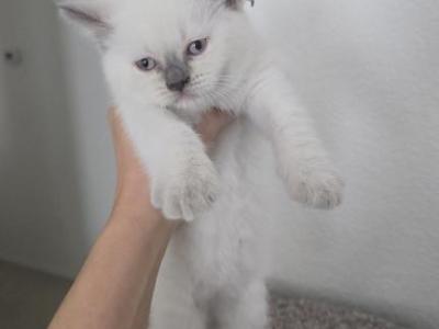 Lilac Point Scottish Straight Russian Blue Male - Scottish Straight - Gallery Photo #1