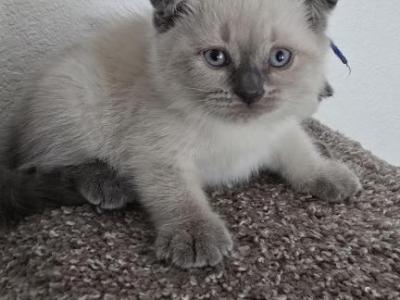 Color Point Scottish Fold Russian Blue Male - Scottish Fold - Gallery Photo #1