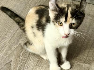 Duchess Elf Ear Calico Female - Munchkin - Gallery Photo #1