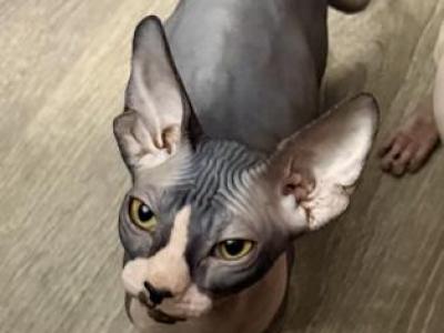 Juno Sphynx Girl Bi Color - Sphynx - Gallery Photo #1