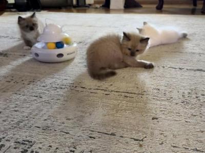 Sunny - Ragdoll - Gallery Photo #1