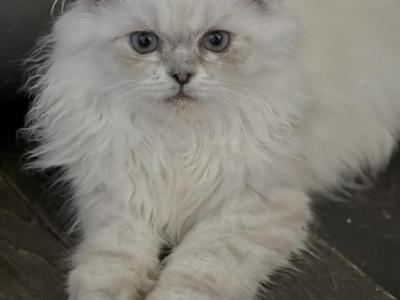 Oscar - Himalayan - Gallery Photo #1