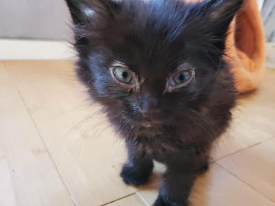 Beatrice - Ragdoll - Gallery Photo #1