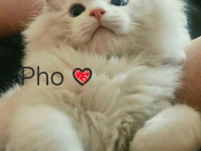 Pho - Ragdoll - Gallery Photo #1