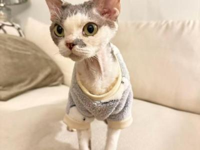 COKE - Devon Rex - Gallery Photo #1