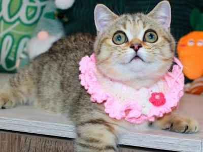 Kiara - Munchkin - Gallery Photo #1