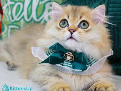 Kasper - Munchkin - Gallery Photo #1