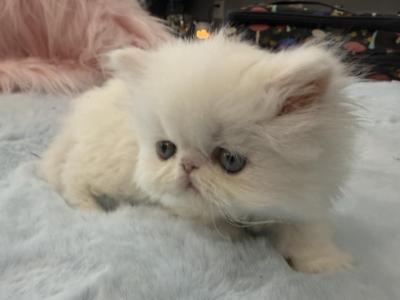 Persian Flat Face Boy - Persian - Gallery Photo #1