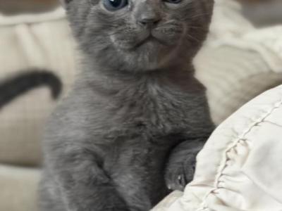 Russian Blue Kittens - Russian Blue - Gallery Photo #1