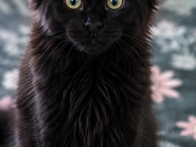 Female Black Polydactyl - Maine Coon - Gallery Photo #1