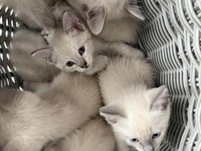 White Fur Kittens - American Longhair - Gallery Photo #1