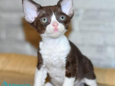 Iden - Devon Rex - Gallery Photo #1