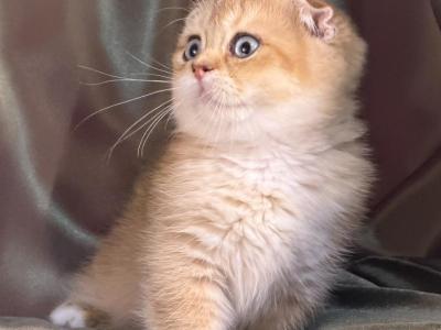 Scottish Kilt Apricot - Munchkin - Gallery Photo #1