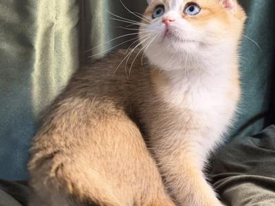 April - Scottish Fold - Gallery Photo #1