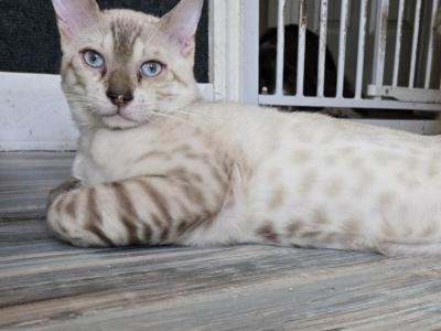 Sammy - Bengal - Gallery Photo #1