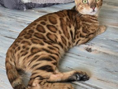 Dale - Bengal - Gallery Photo #1