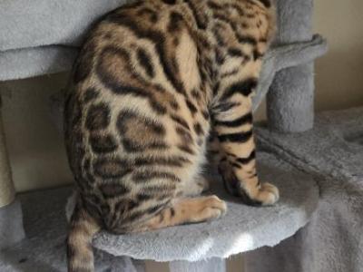 Chip - Bengal - Gallery Photo #1