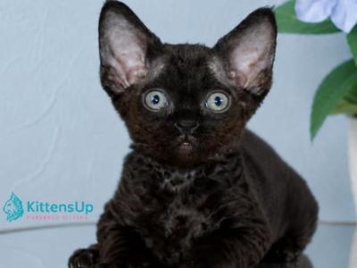 Jolly - Minskin - Gallery Photo #1