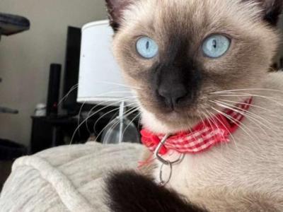ONE FEMALE CHOCOLATE POINT SIAMESE - Siamese - Gallery Photo #1
