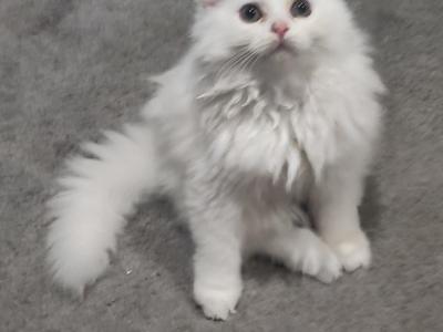 All White Dollface Persian Kitten - Persian - Gallery Photo #1