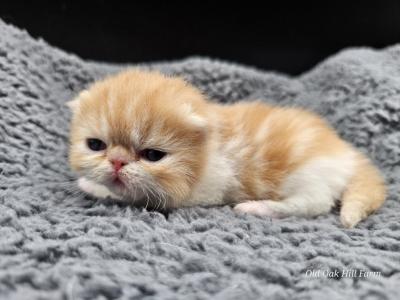 Einstein - Exotic - Gallery Photo #1