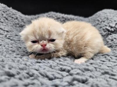 Darwin - Exotic - Gallery Photo #1