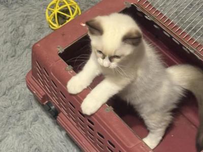 Ragdoll - Ragdoll - Gallery Photo #1