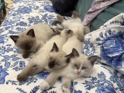 Siamese Mix Kittens - Siamese - Gallery Photo #1