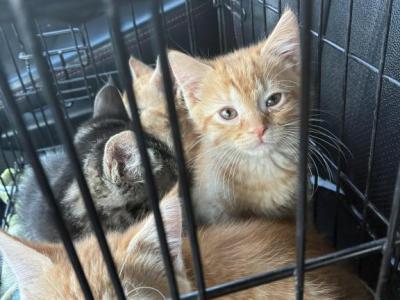 Kitty - Domestic - Gallery Photo #1