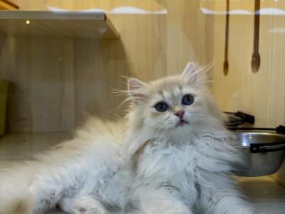 Ollie - British Shorthair - Gallery Photo #1