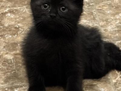 Chyvi - Scottish Fold - Gallery Photo #1