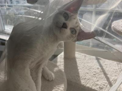 Coca Cola - Devon Rex - Gallery Photo #1
