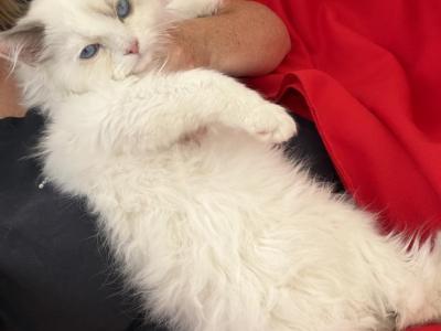 Blue Eyes Snowboy - Ragdoll - Gallery Photo #1