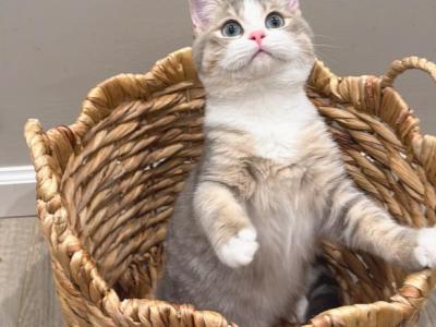 Adam - British Shorthair - Gallery Photo #1