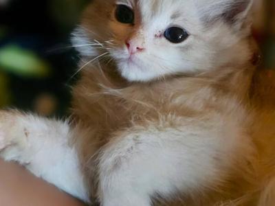 Pi Pi - Ragdoll - Gallery Photo #1