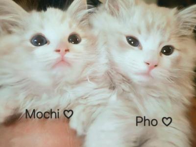 Mochi - Ragdoll - Gallery Photo #1