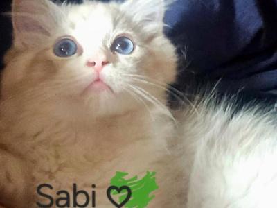 Sabi - Ragdoll - Gallery Photo #1