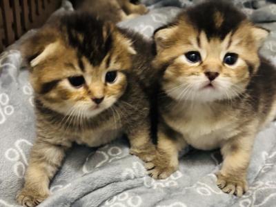 Sam - Scottish Fold - Gallery Photo #1