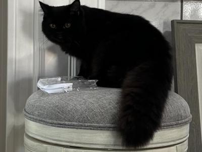 Sweet Black Persian Angel Baby - Persian - Gallery Photo #1