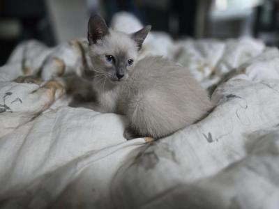 Dylan Blue Point Siamese - Siamese - Gallery Photo #1