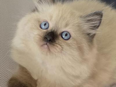 Beautiful Ragdoll And Cherubim Kittens - Ragdoll - Gallery Photo #1