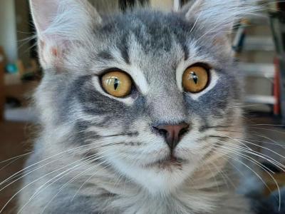 Hazel Big Purebred Male Maine Coon - Maine Coon - Gallery Photo #1