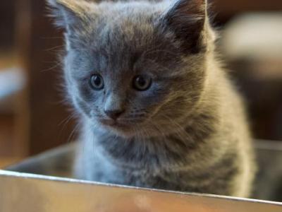 Adorable Russian Blues - Russian Blue - Gallery Photo #1
