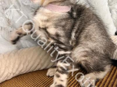 TICA Registered Bengal Kittens - Bengal - Gallery Photo #1
