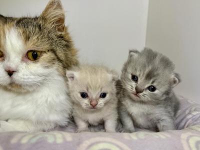 Camilla Babies - Minuet - Gallery Photo #1