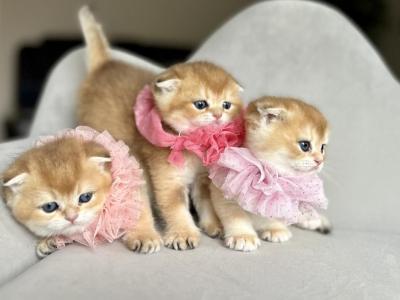 Stacy Litter 1 - Scottish Fold - Gallery Photo #1