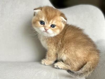 Kartoshechka - Scottish Fold - Gallery Photo #1