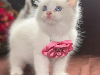 Ragdoll - Ragdoll - Gallery Photo #1
