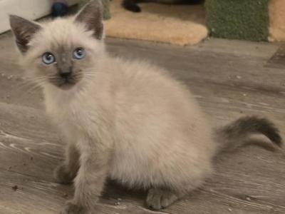 Blue Point Female And Seal Females - Siamese - Gallery Photo #1